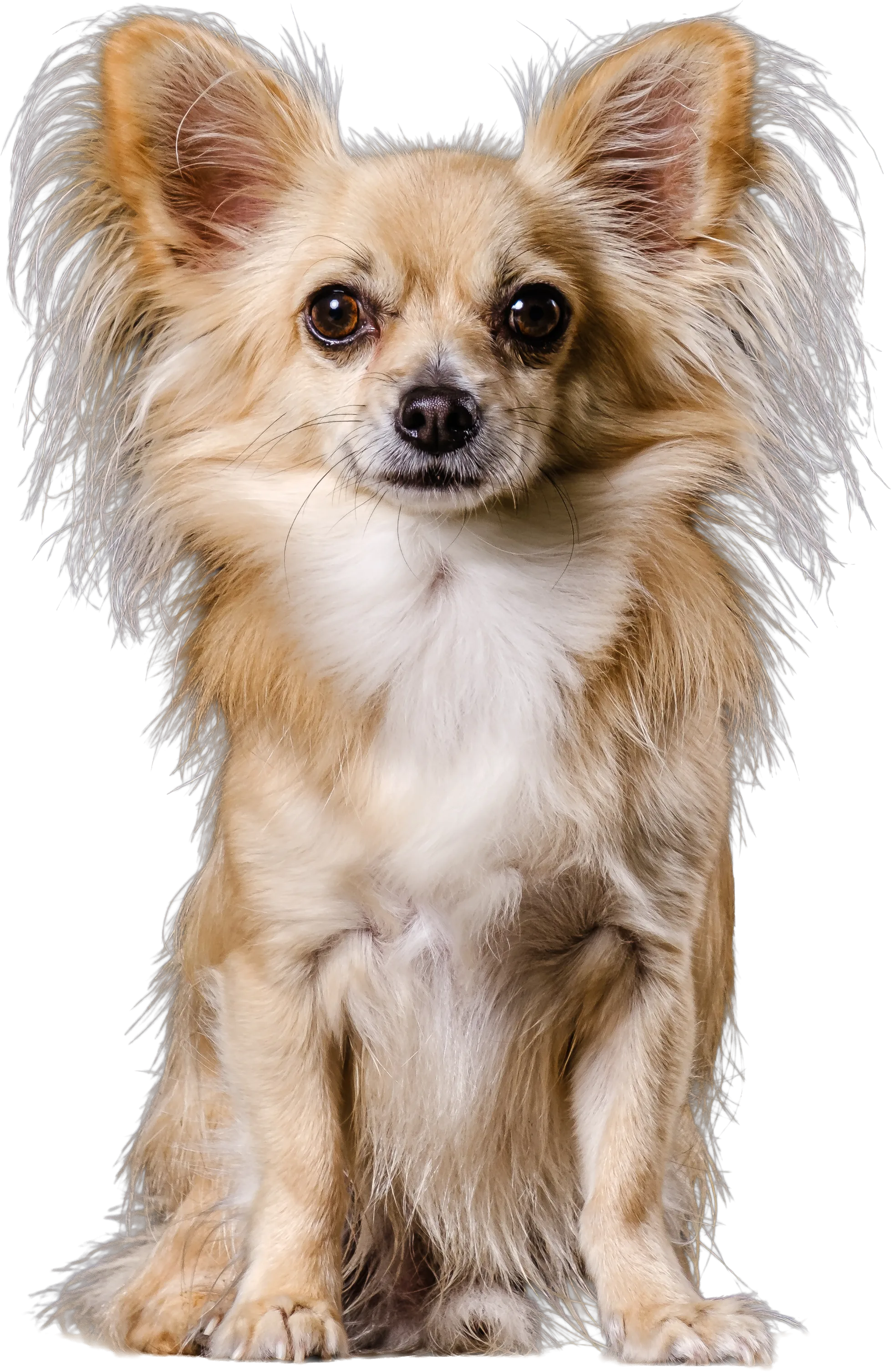 Small dog pricing illustration