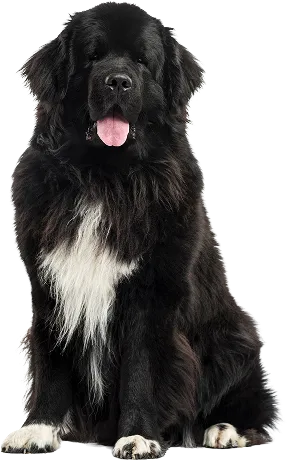Extra large dog pricing illustration